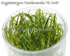 Cryptocoryne Tonkinensis TC CUP